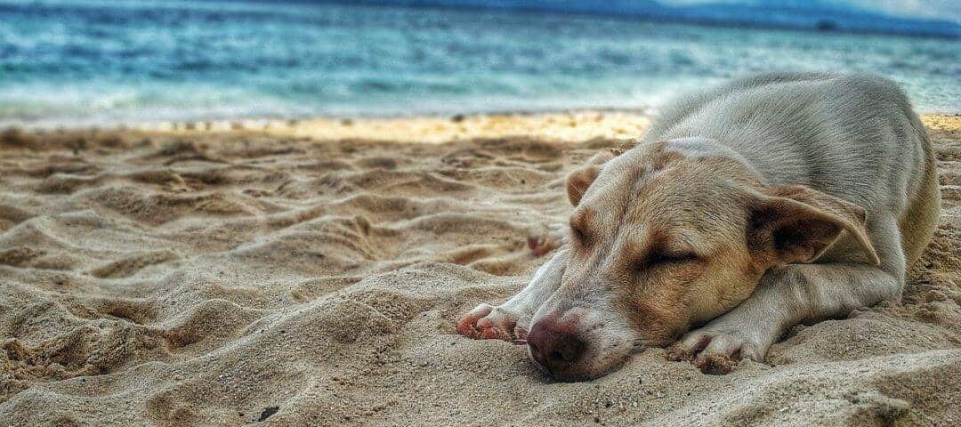 tu mascota-seguro para perros